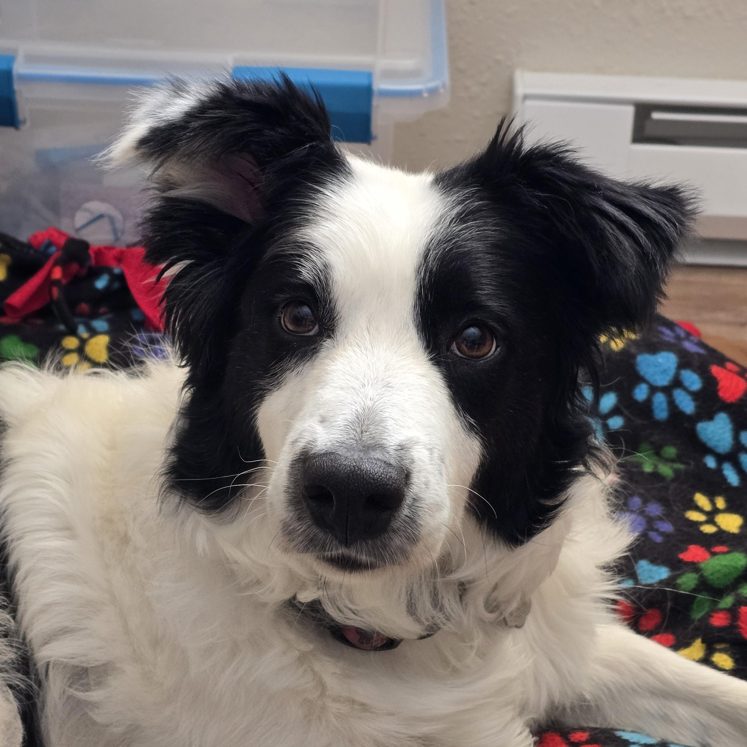 Sophie, a ADOPTABLE Border Collie in Laramie, WY image 1/5
