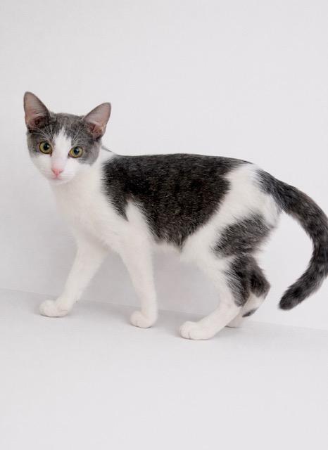 Enlarge Bear, a ADOPTABLE mixed breed in Englewood, FL image 1/1