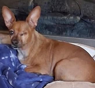 Enlarge Mona, an adopted mixed breed in Chino valley, AZ image 1/1