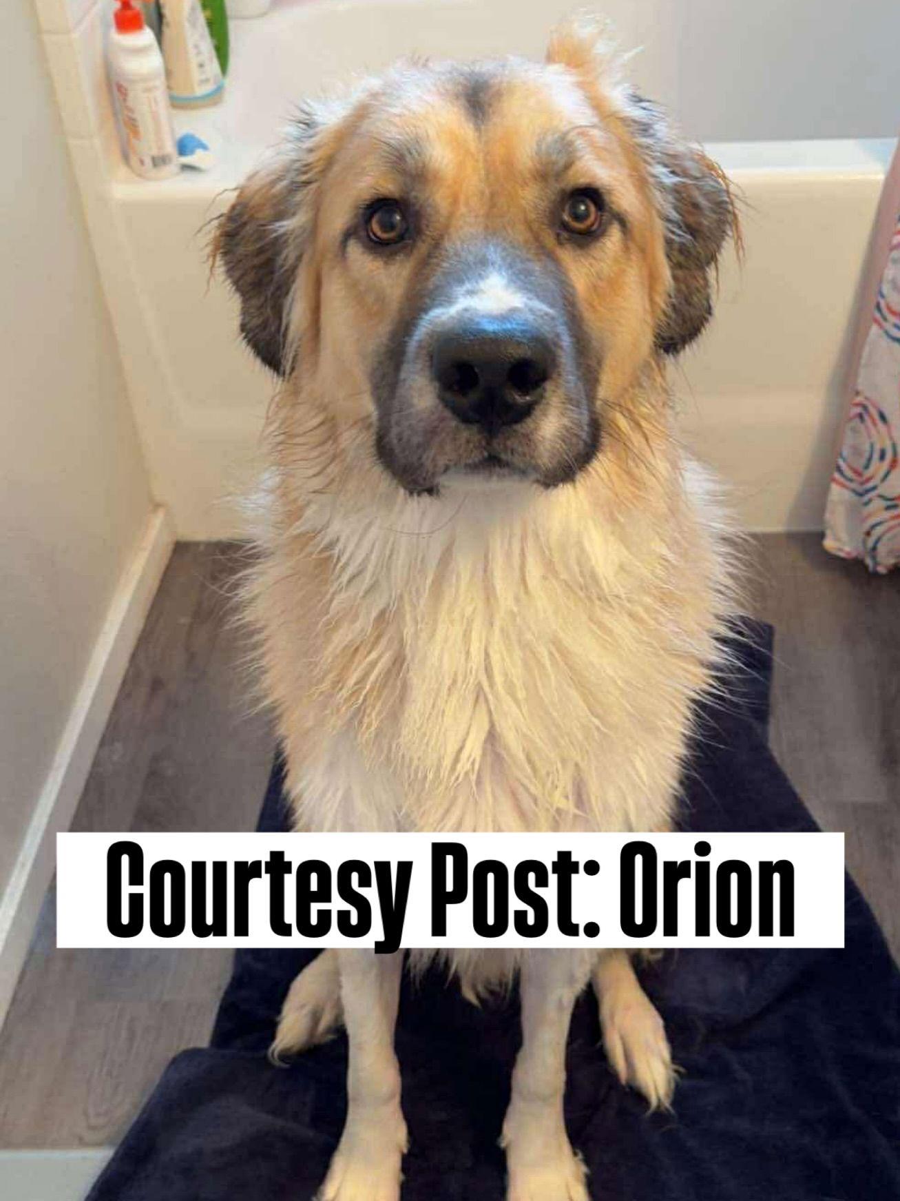 Enlarge OS Orion, a Adoptable mixed breed in Bountiful, UT image 1/1