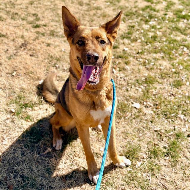 Enlarge JACK, a Adoptable mixed breed in Albuquerque, NM image 1/1