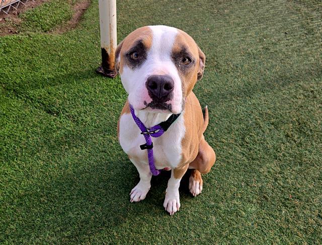 Enlarge FLETCHER, a Adoptable mixed breed in Phoenix, AZ image 1/1