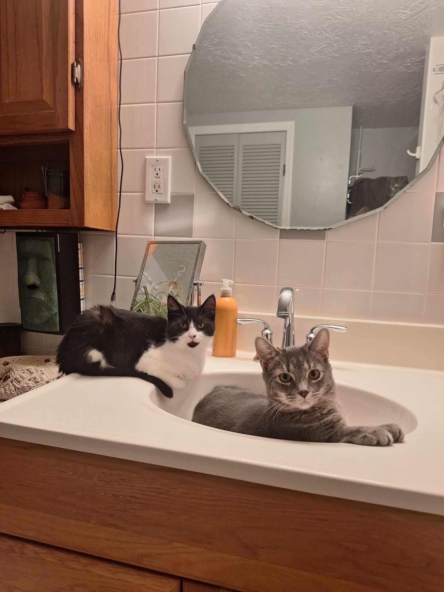 William+Penny, a Adopted Domestic Short Hair in BUTLER, PA image 4/4