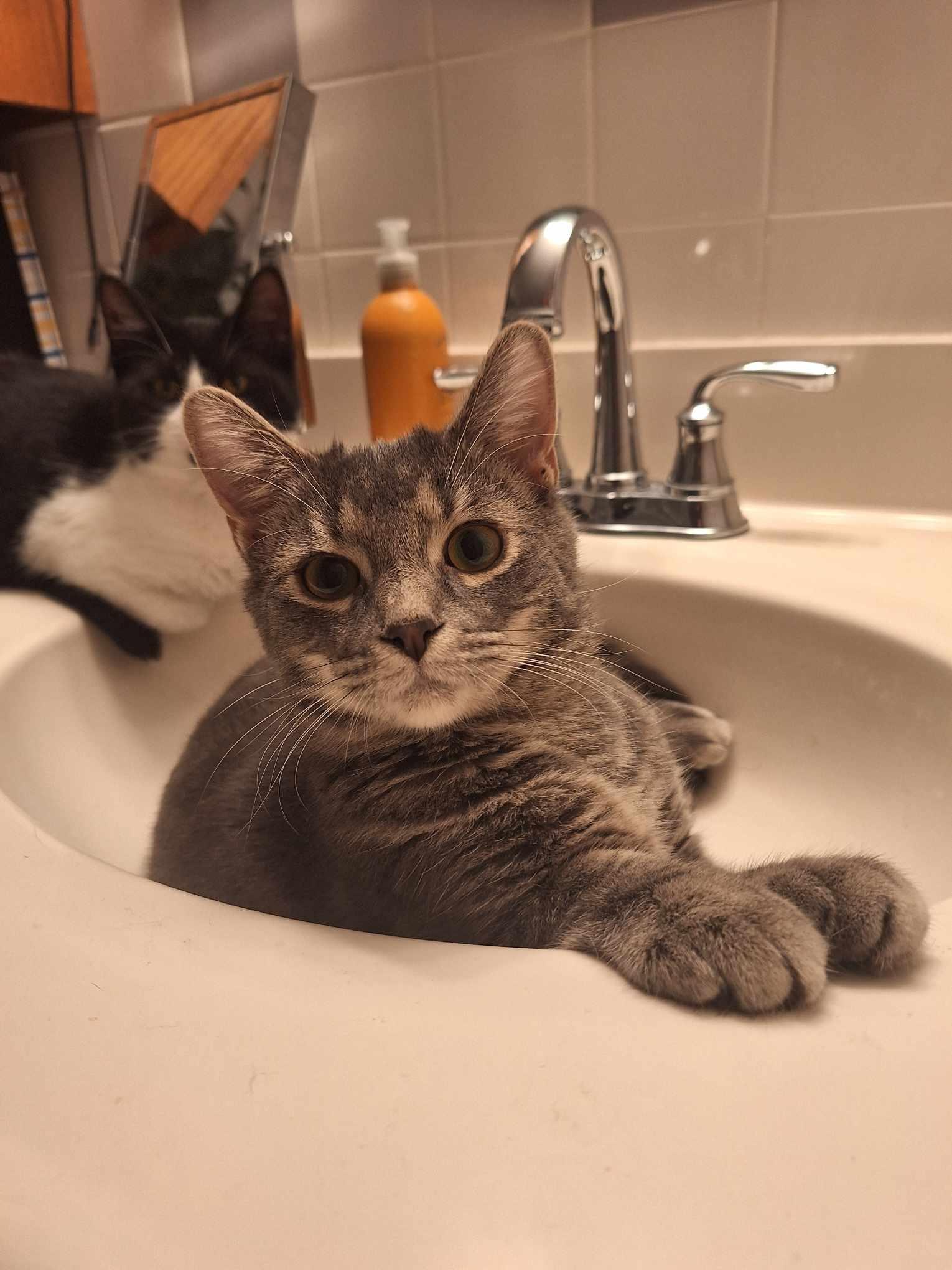 William+Penny, a Adopted Domestic Short Hair in BUTLER, PA image 1/4