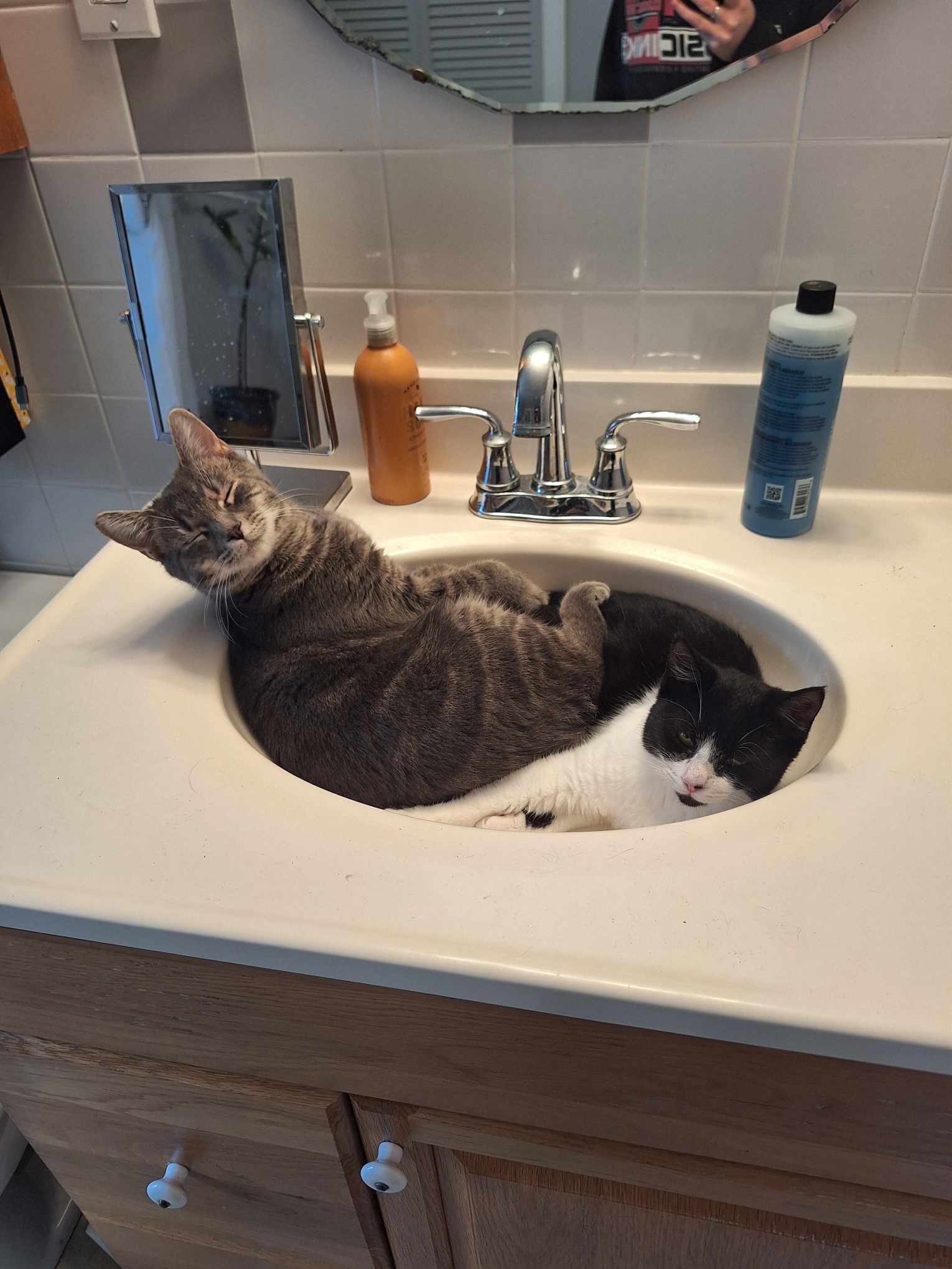 William+Penny, a Adopted Domestic Short Hair in BUTLER, PA image 3/4