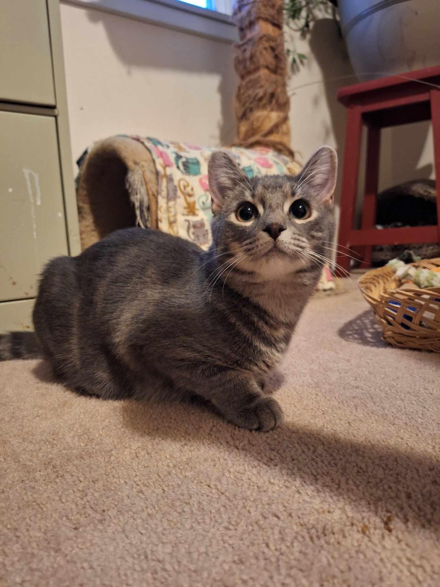 William+Penny, a Adopted Domestic Short Hair in BUTLER, PA image 2/4