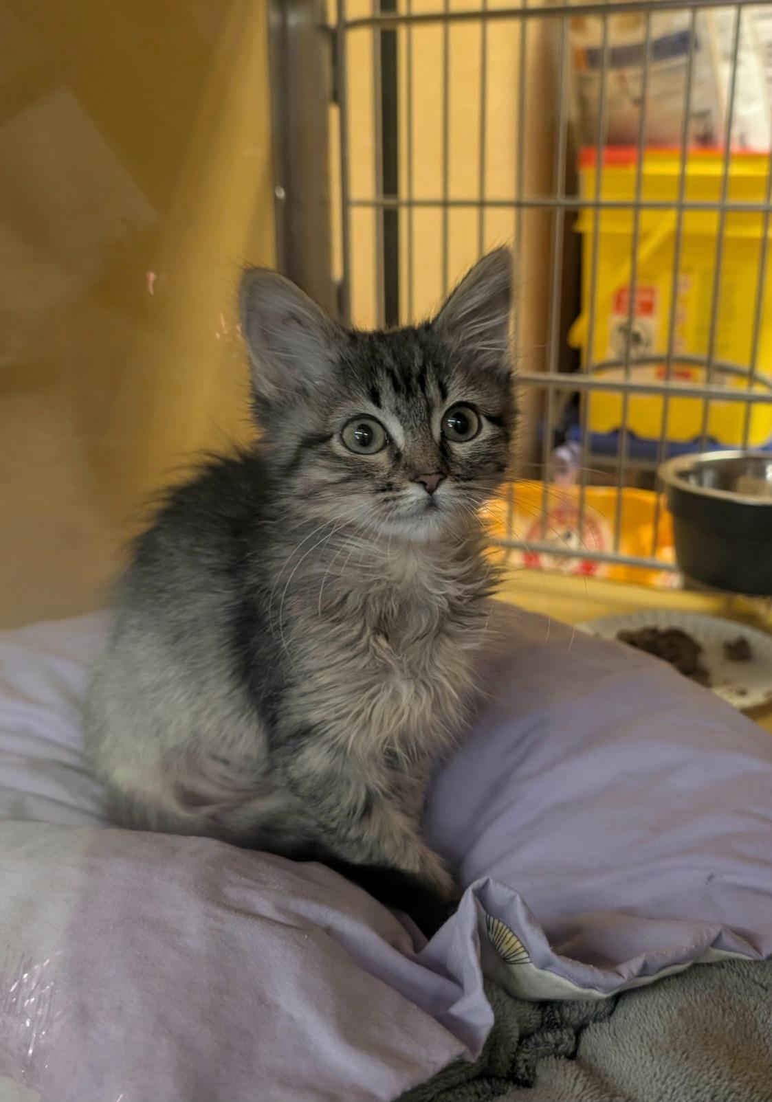 Enlarge Arneen, an adopted mixed breed in Albuquerque, NM image 2/5