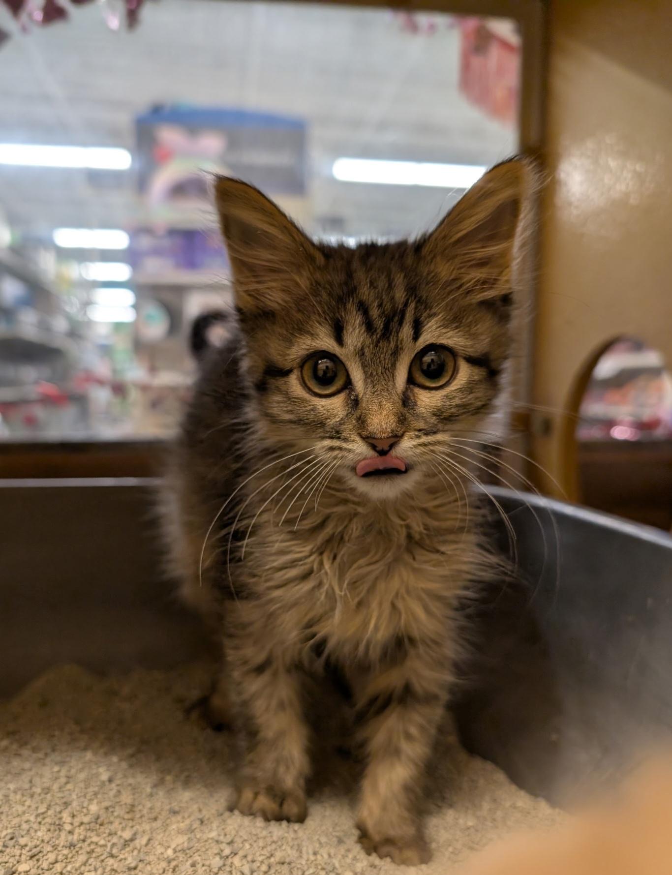 Enlarge Arneen, an adopted mixed breed in Albuquerque, NM image 4/5