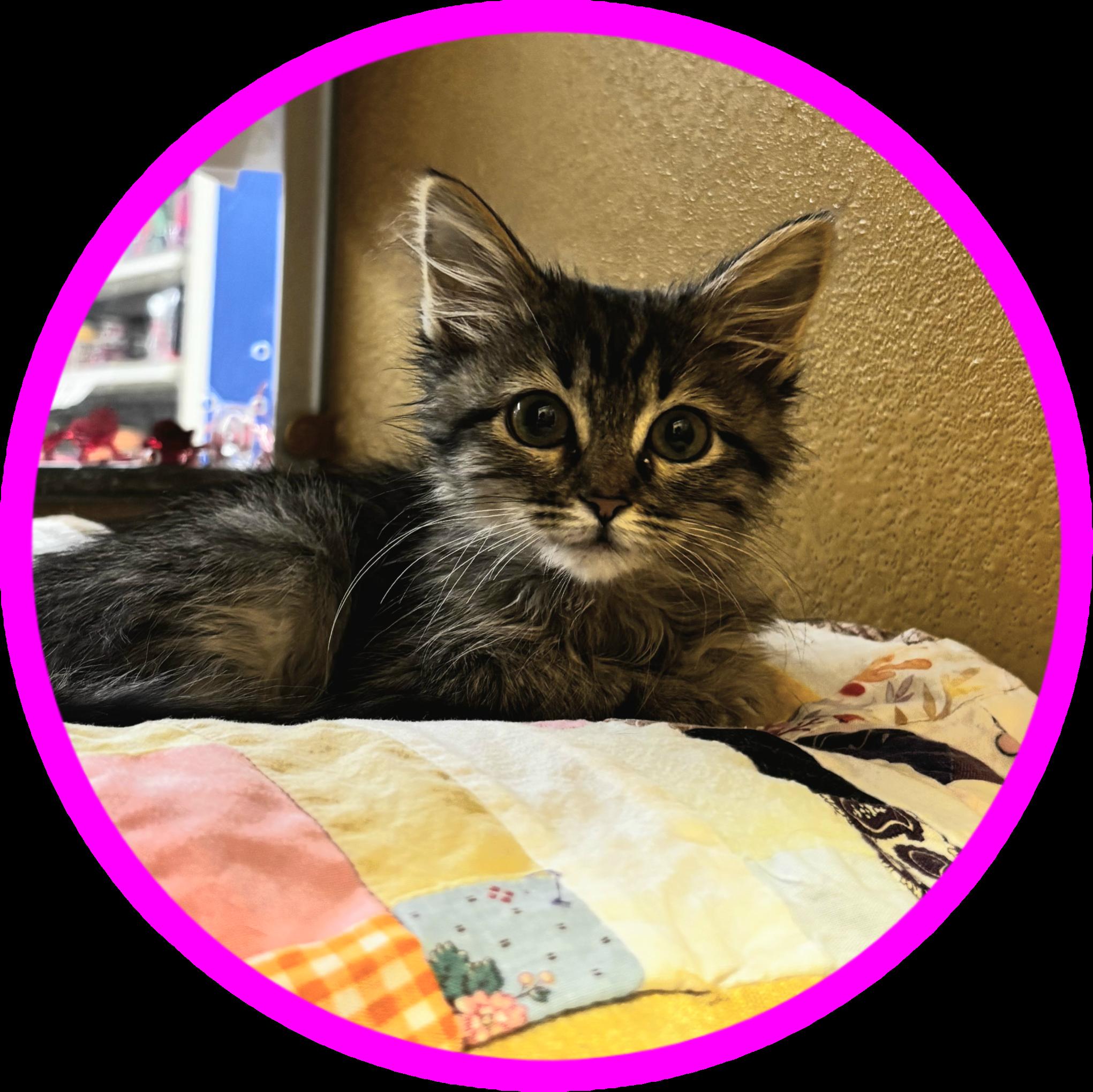 Enlarge Arneen, an adopted mixed breed in Albuquerque, NM image 3/5