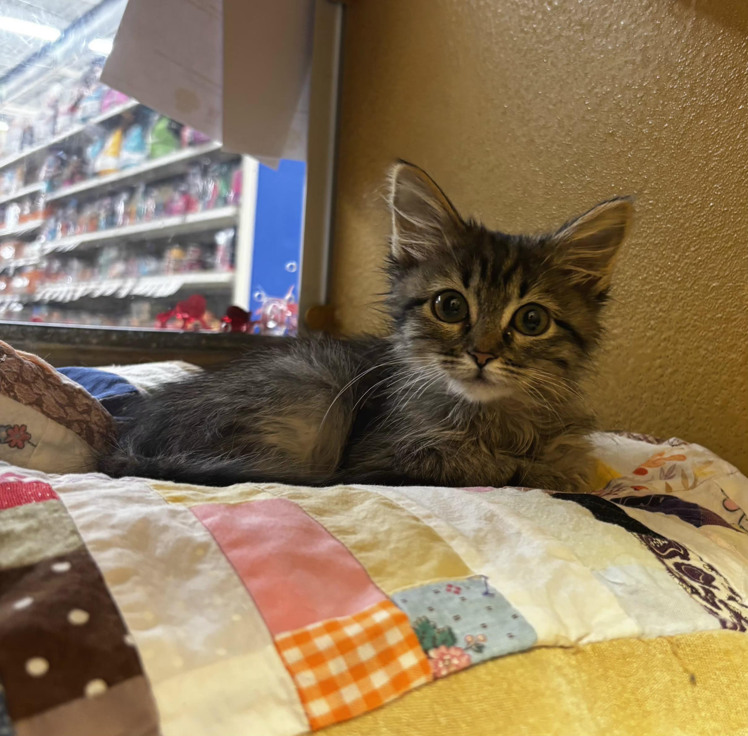 Arneen, adopted, Kitten Female Tabby.