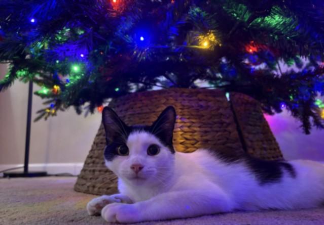 MOOKIE, Adoptable, Young Male Domestic Short Hair.