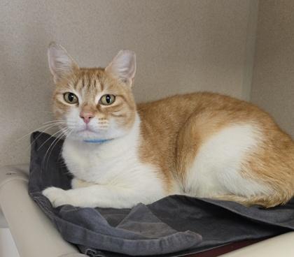 Enlarge Buttercup - I am at Petsmart Framingham, a Adoptable mixed breed in East Brookfield, MA image 1/1