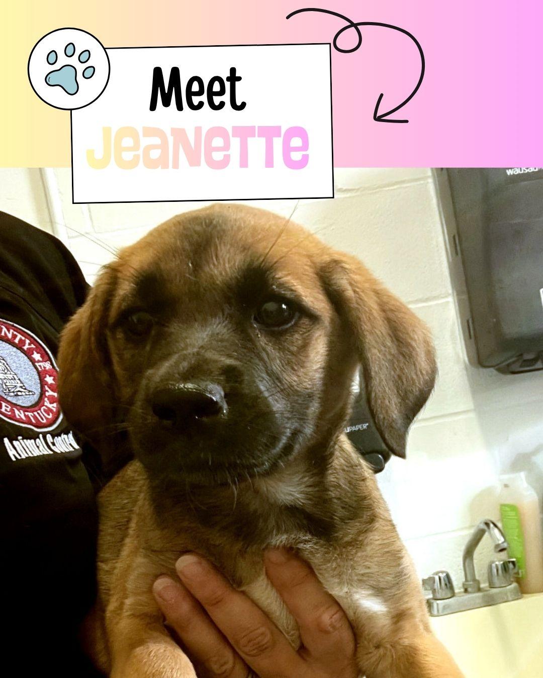 Jeanette, ADOPTABLE, Puppy Female Shepherd.