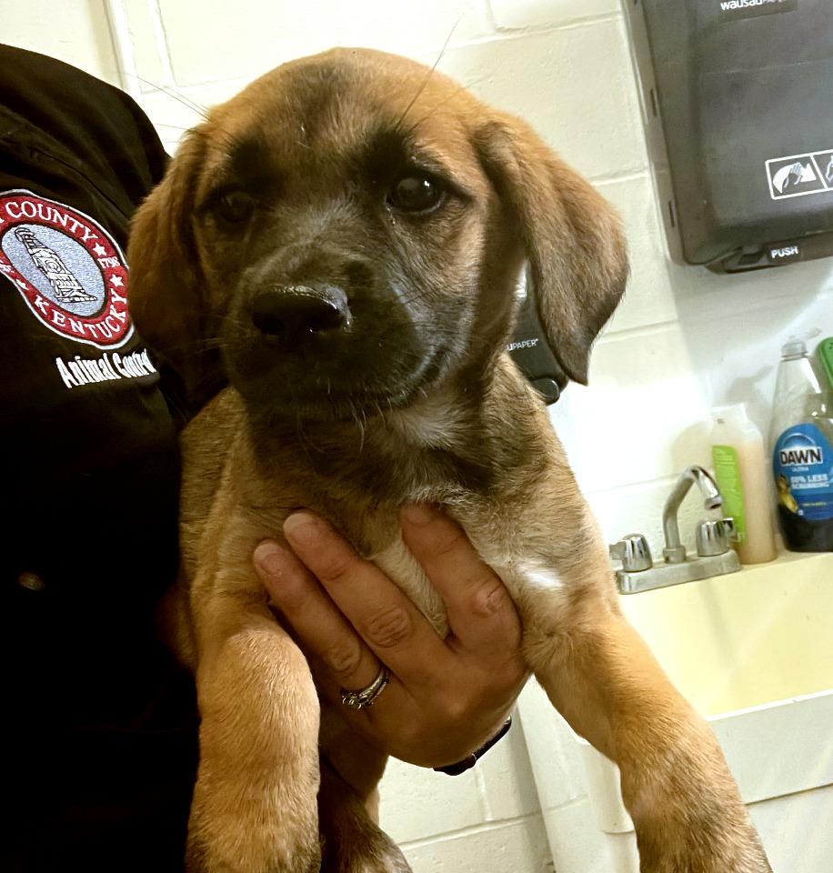 Jeanette, a ADOPTABLE mixed breed in Sulphur, KY image 2/2