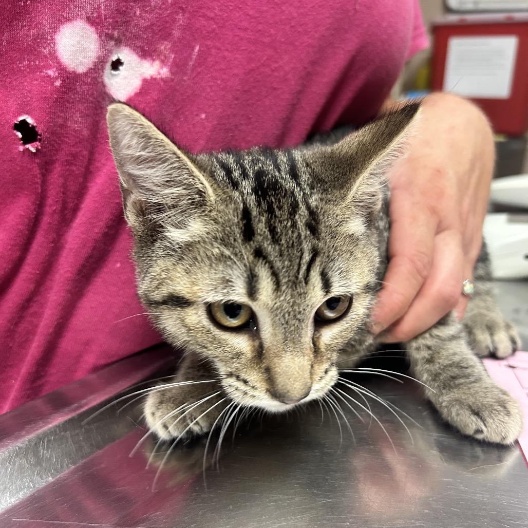 Enlarge Doritos, a Adoptable Domestic Short Hair in Newport, NC image 1/3