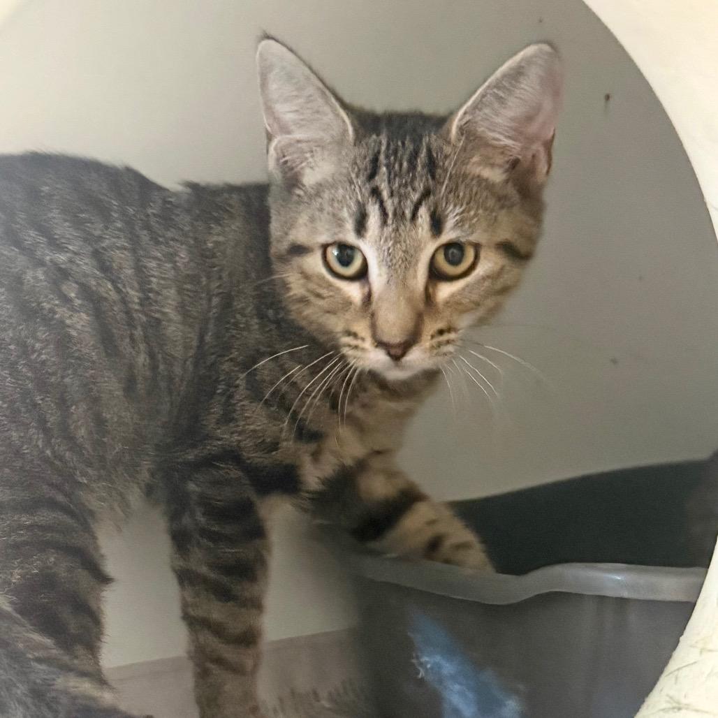 Enlarge Doritos, a Adoptable Domestic Short Hair in Newport, NC image 2/3