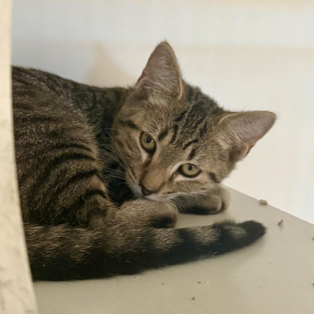 Enlarge Doritos, a Adoptable Domestic Short Hair in Newport, NC image 3/3