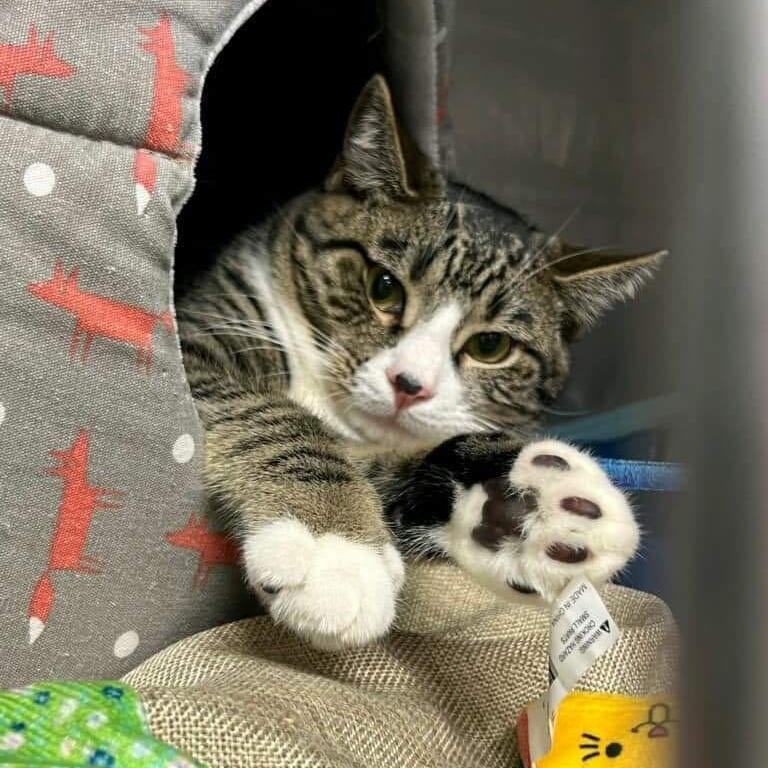 Peanut, a Adoptable Domestic Short Hair in Freeport, NY image 1/4