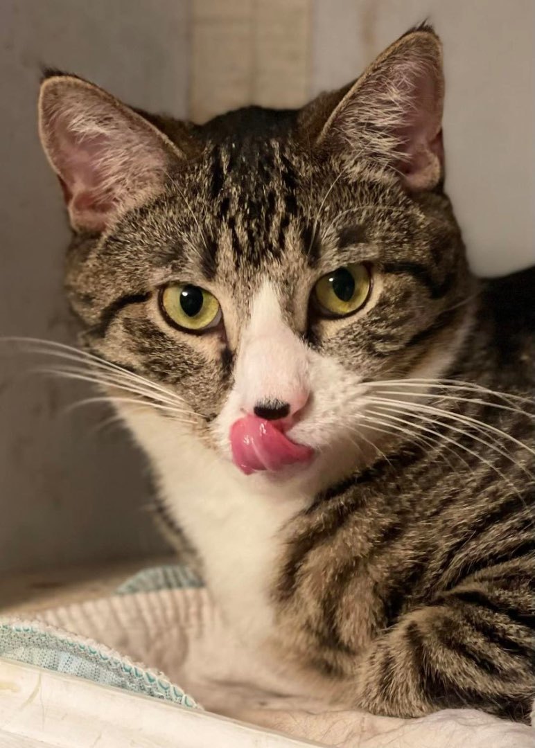 Peanut, a Adoptable Domestic Short Hair in Freeport, NY image 2/4