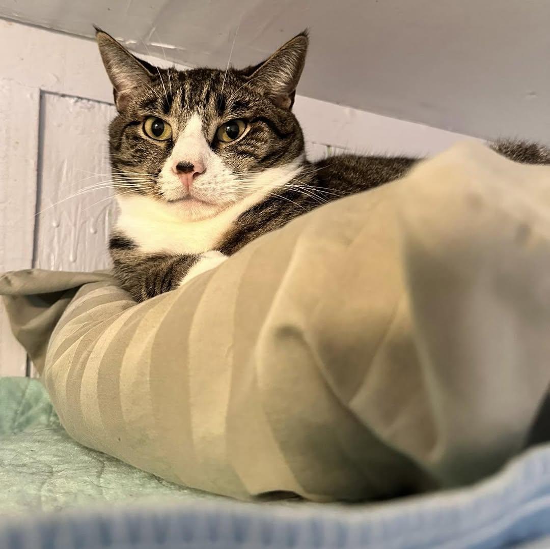 Peanut, a Adoptable Domestic Short Hair in Freeport, NY image 3/4