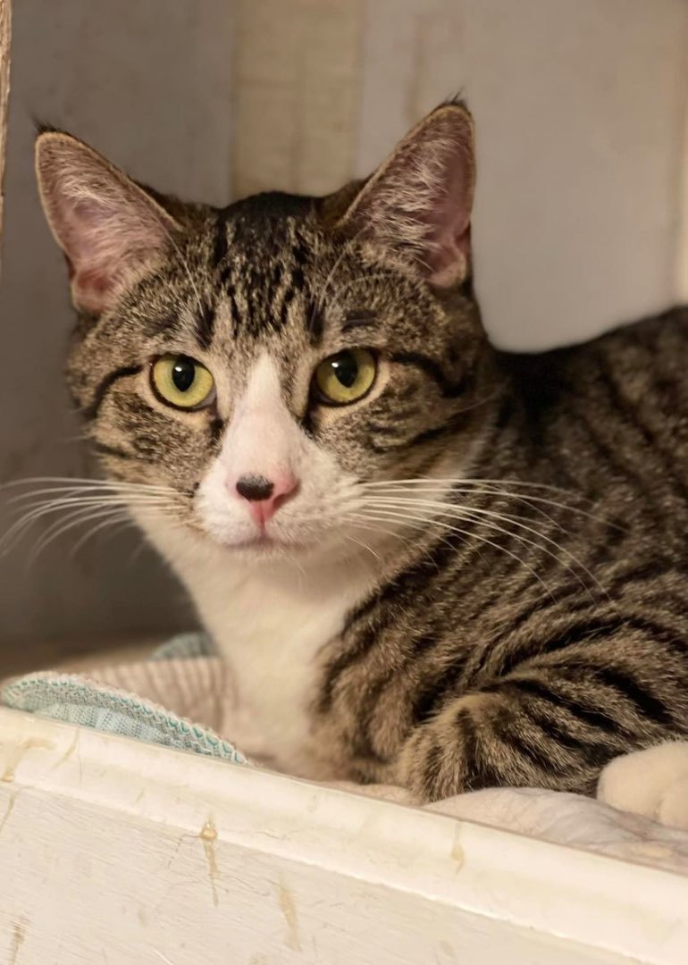 Peanut, a Adoptable Domestic Short Hair in Freeport, NY image 4/4