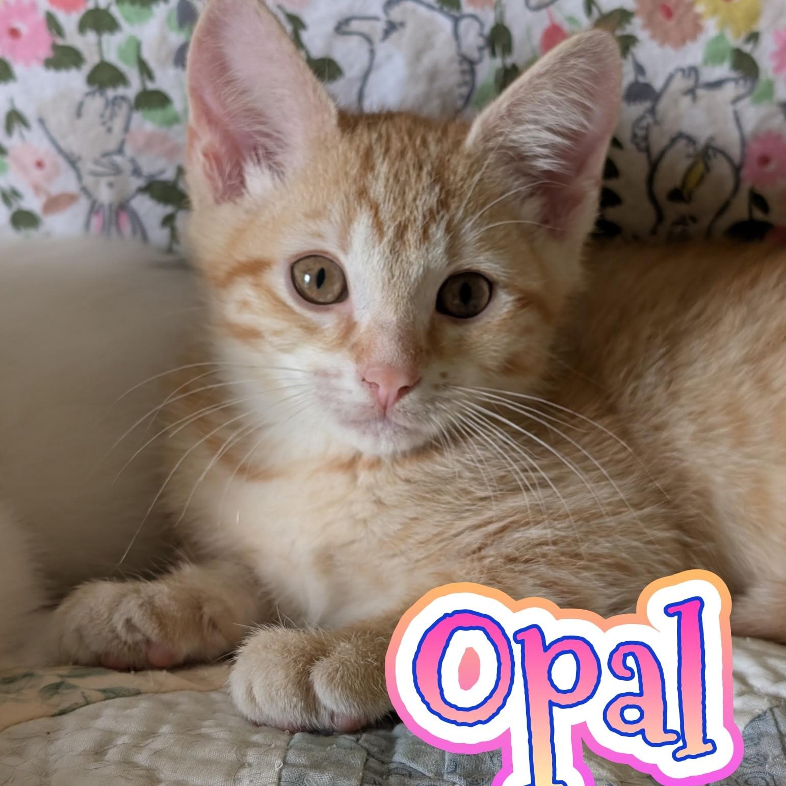 Opal