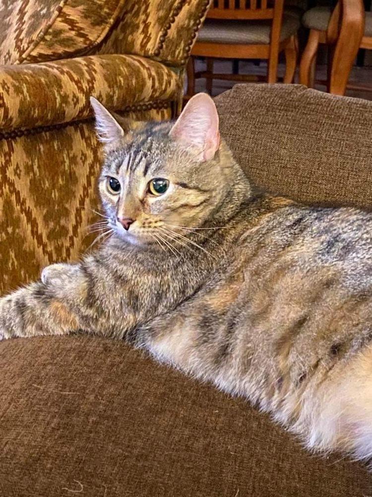 Flossie - LM, Adoptable, Adult Female Domestic Short Hair.