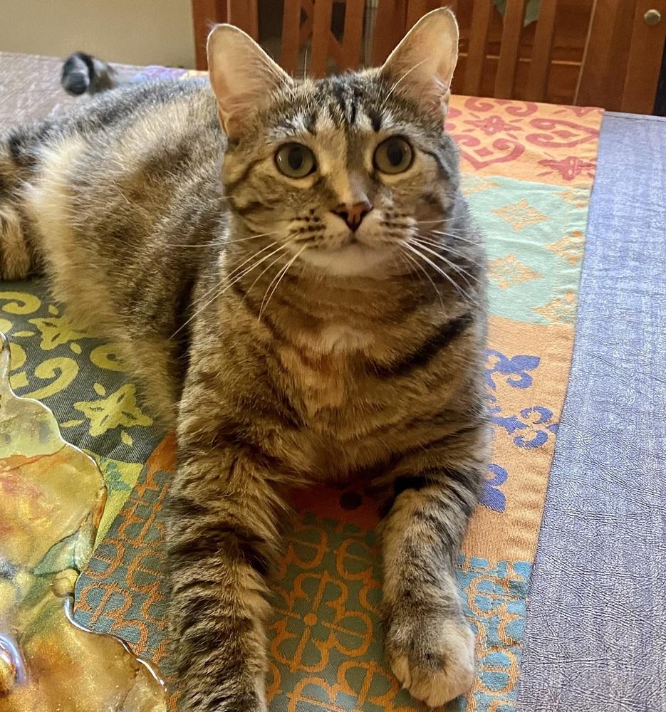 Enlarge Flossie - LM, a Adoptable mixed breed in Greenville, SC image 3/6