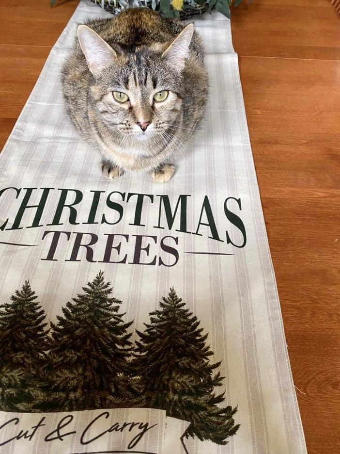 Enlarge Flossie - LM, a Adoptable mixed breed in Greenville, SC image 4/6