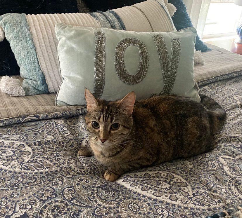 Enlarge Flossie - LM, a Adoptable mixed breed in Greenville, SC image 5/6