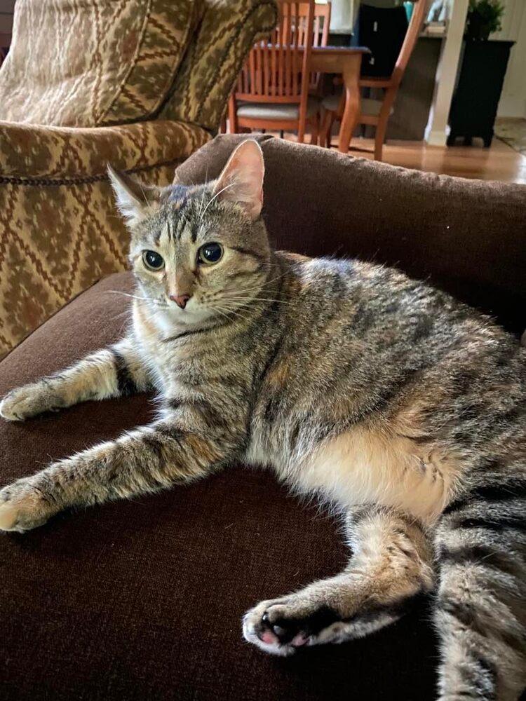Flossie - LM, Adoptable, Adult Female Domestic Short Hair.