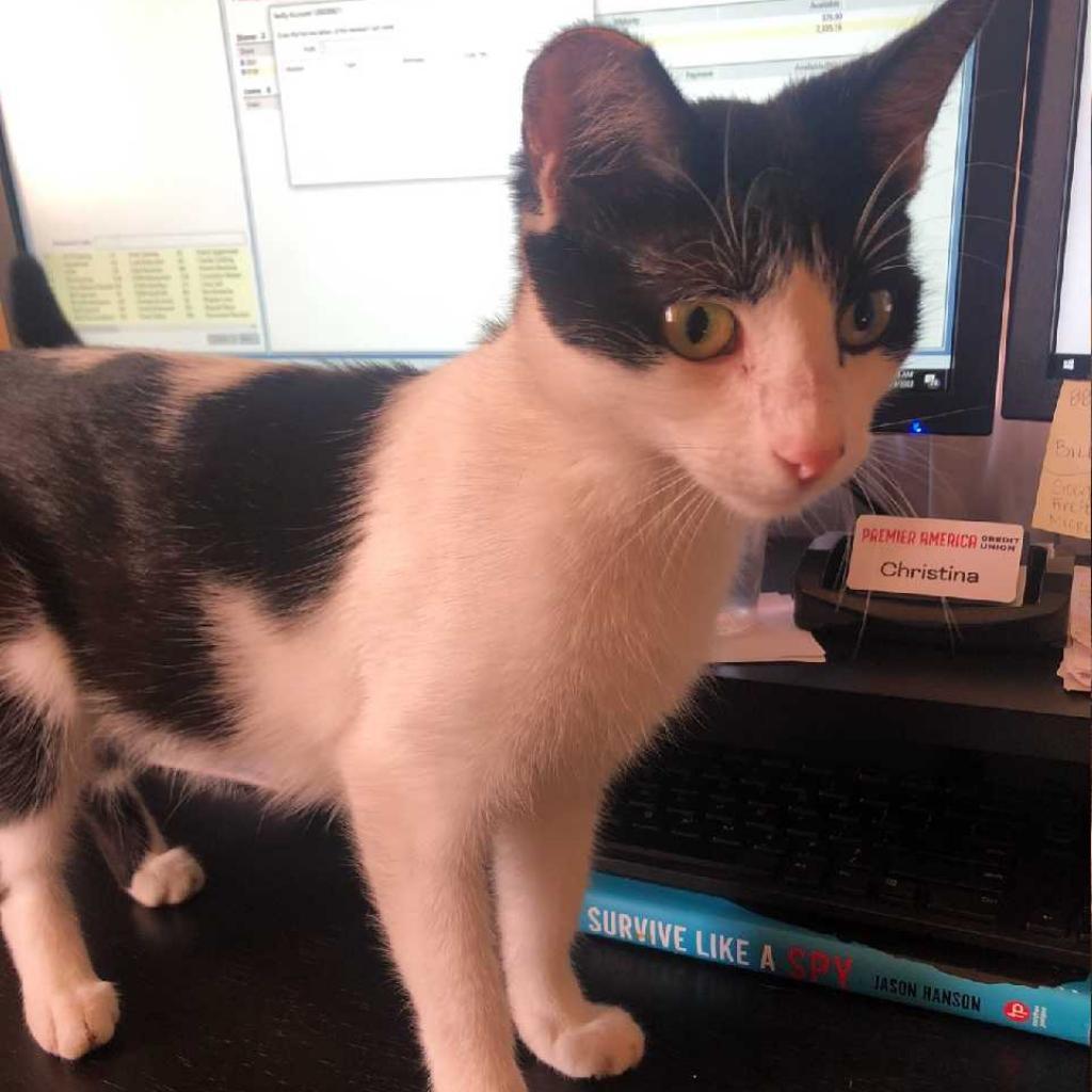 Cow Girl 2, Adoptable, Adult Female Domestic Short Hair.