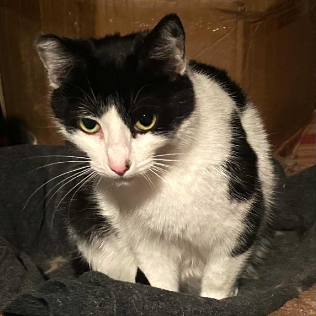 Enlarge Cow Girl 2, a Adoptable Domestic Short Hair in Los Angeles, CA image 2/3