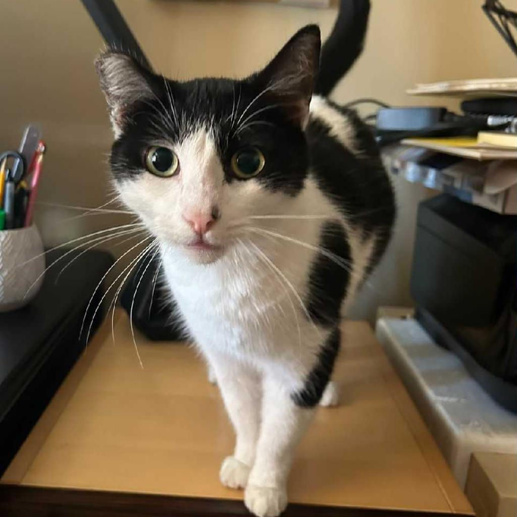 Enlarge Cow Girl 2, a Adoptable Domestic Short Hair in Los Angeles, CA image 3/3