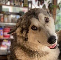 LUNA, Adoptable, Adult Female Alaskan Malamute.