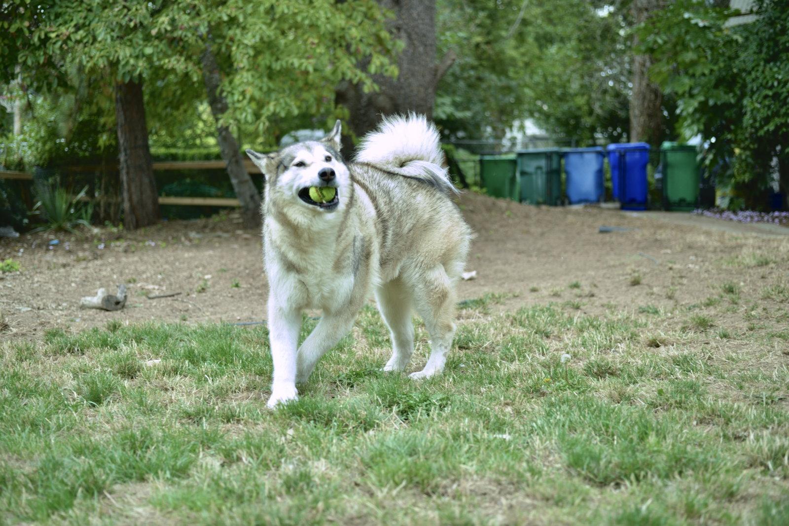 Enlarge LUNA, a Adoptable Alaskan Malamute in Seattle, WA image 2/3