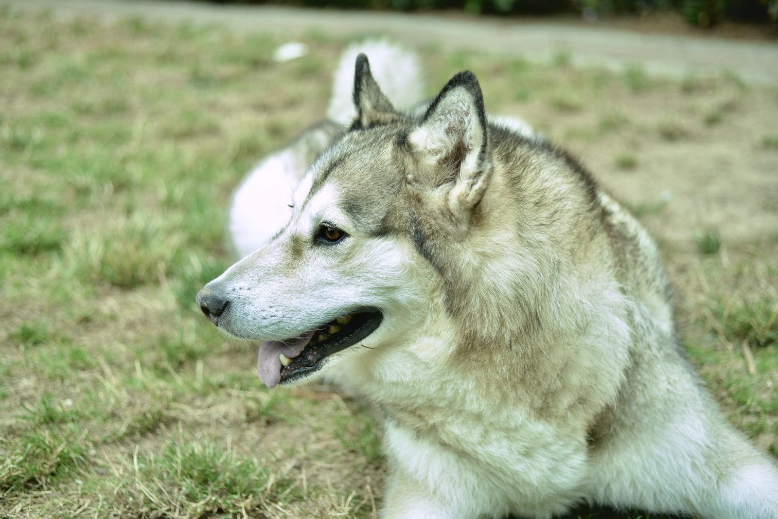 Enlarge LUNA, a Adoptable Alaskan Malamute in Seattle, WA image 3/3