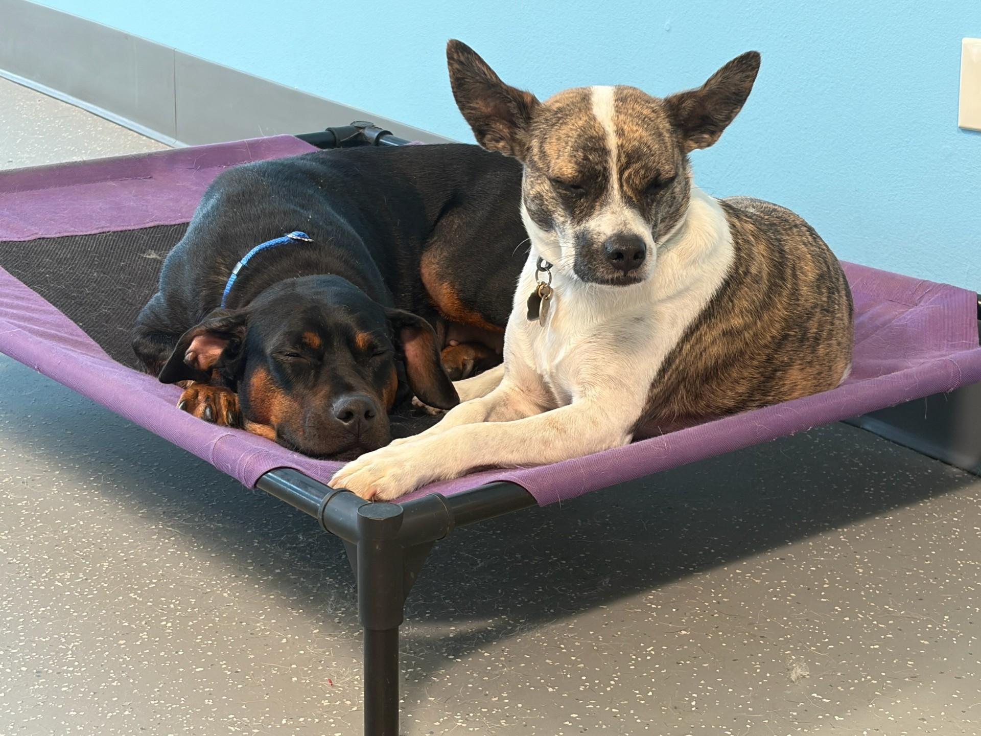 LimaBean, a ADOPTABLE mixed breed in Aurora, IL image 3/3