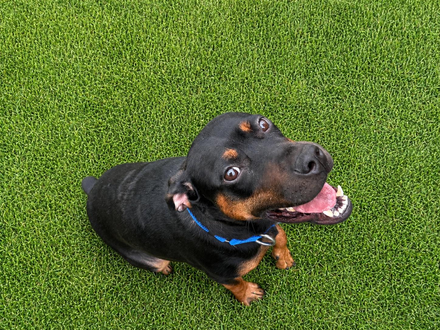 LimaBean, ADOPTABLE, Adult Female Doberman Pinscher.