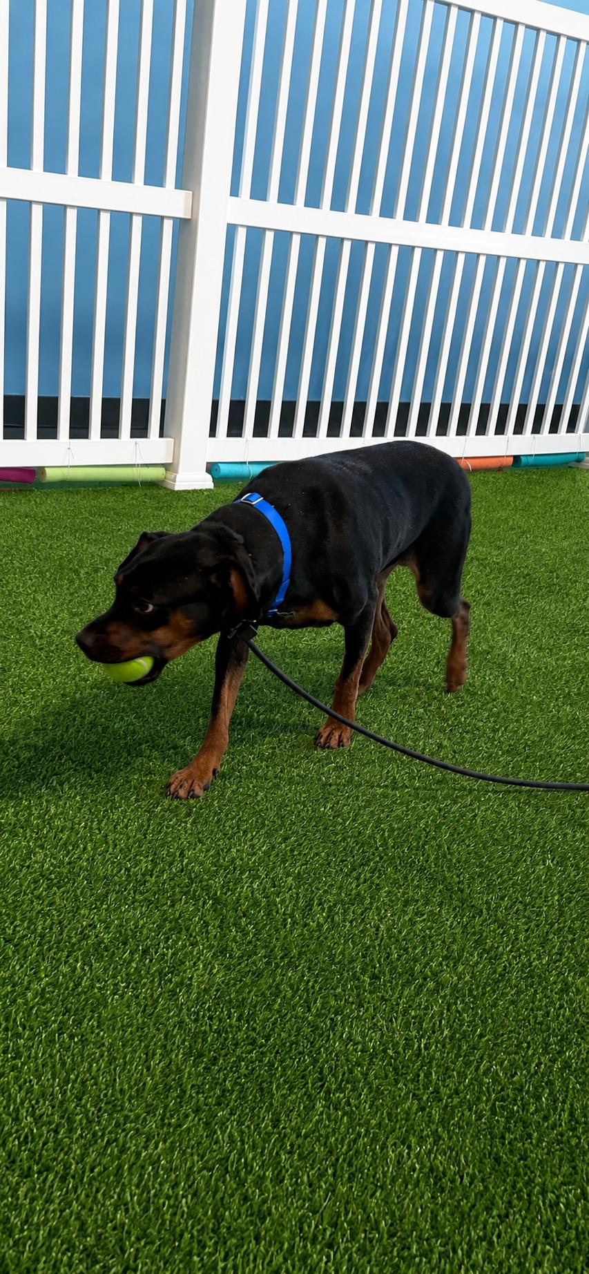 LimaBean, a ADOPTABLE mixed breed in Aurora, IL image 2/3