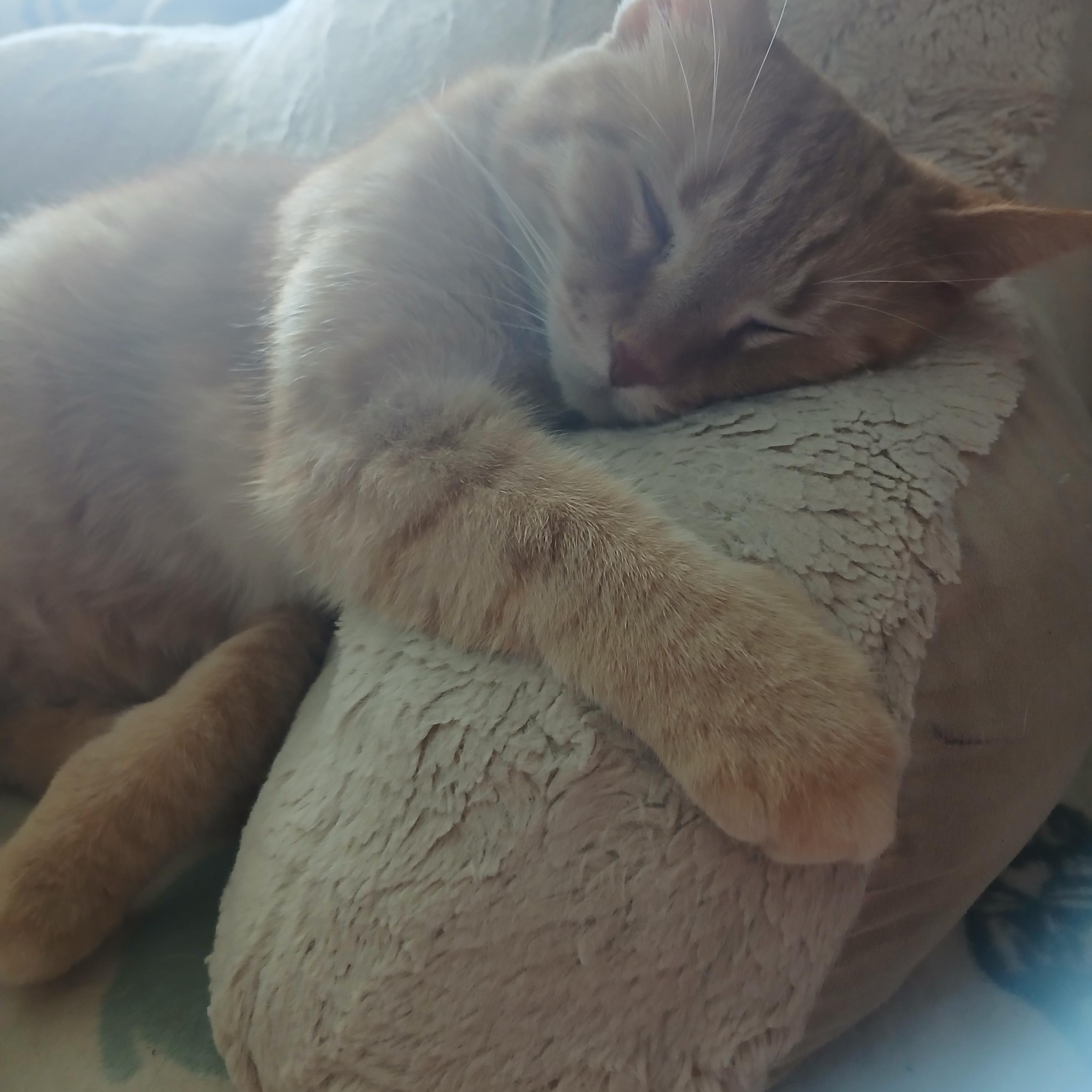 Enlarge Cassie, an adopted Domestic Short Hair in PIQUA, OH image 3/6