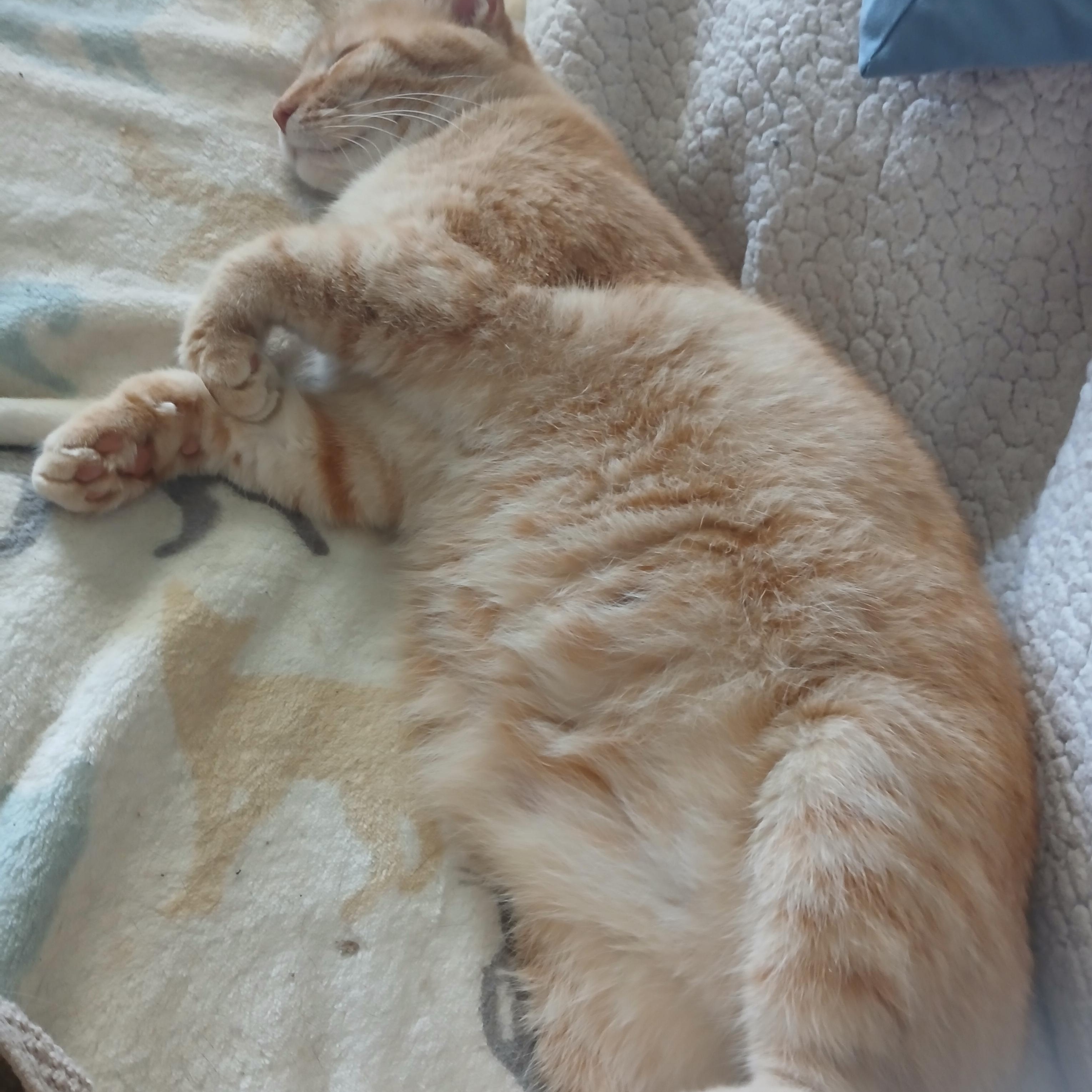 Enlarge Cassie, an adopted Domestic Short Hair in PIQUA, OH image 4/6