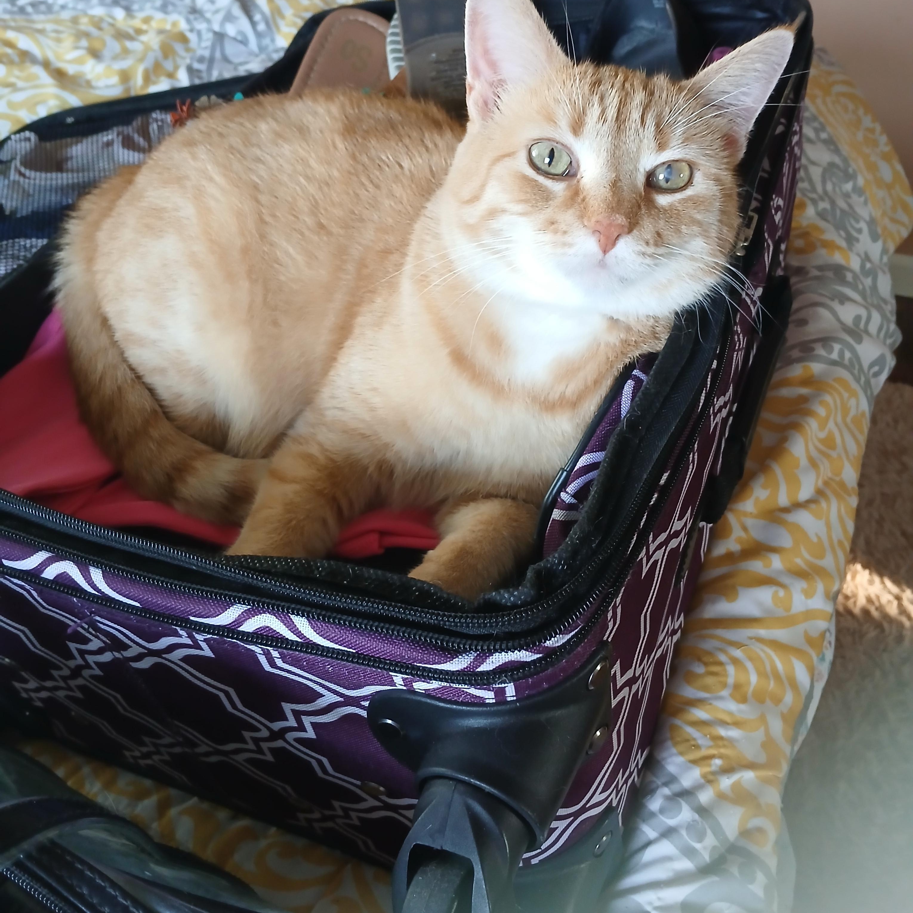 Enlarge Cassie, an adopted Domestic Short Hair in PIQUA, OH image 1/6