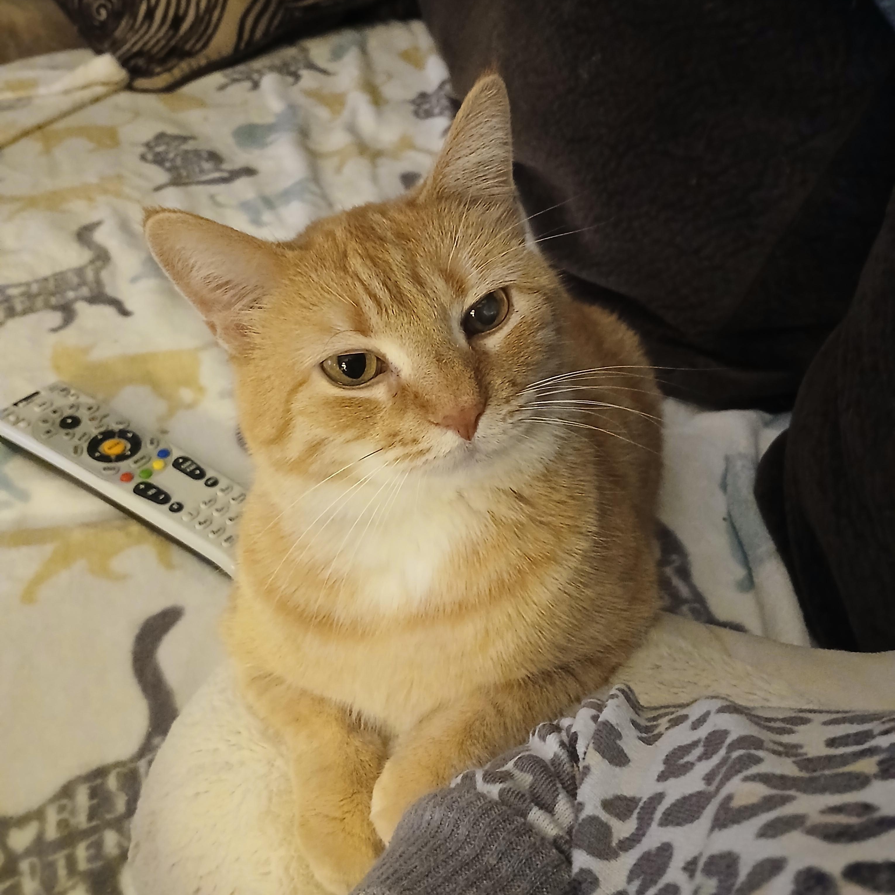 Enlarge Cassie, an adopted Domestic Short Hair in PIQUA, OH image 5/6