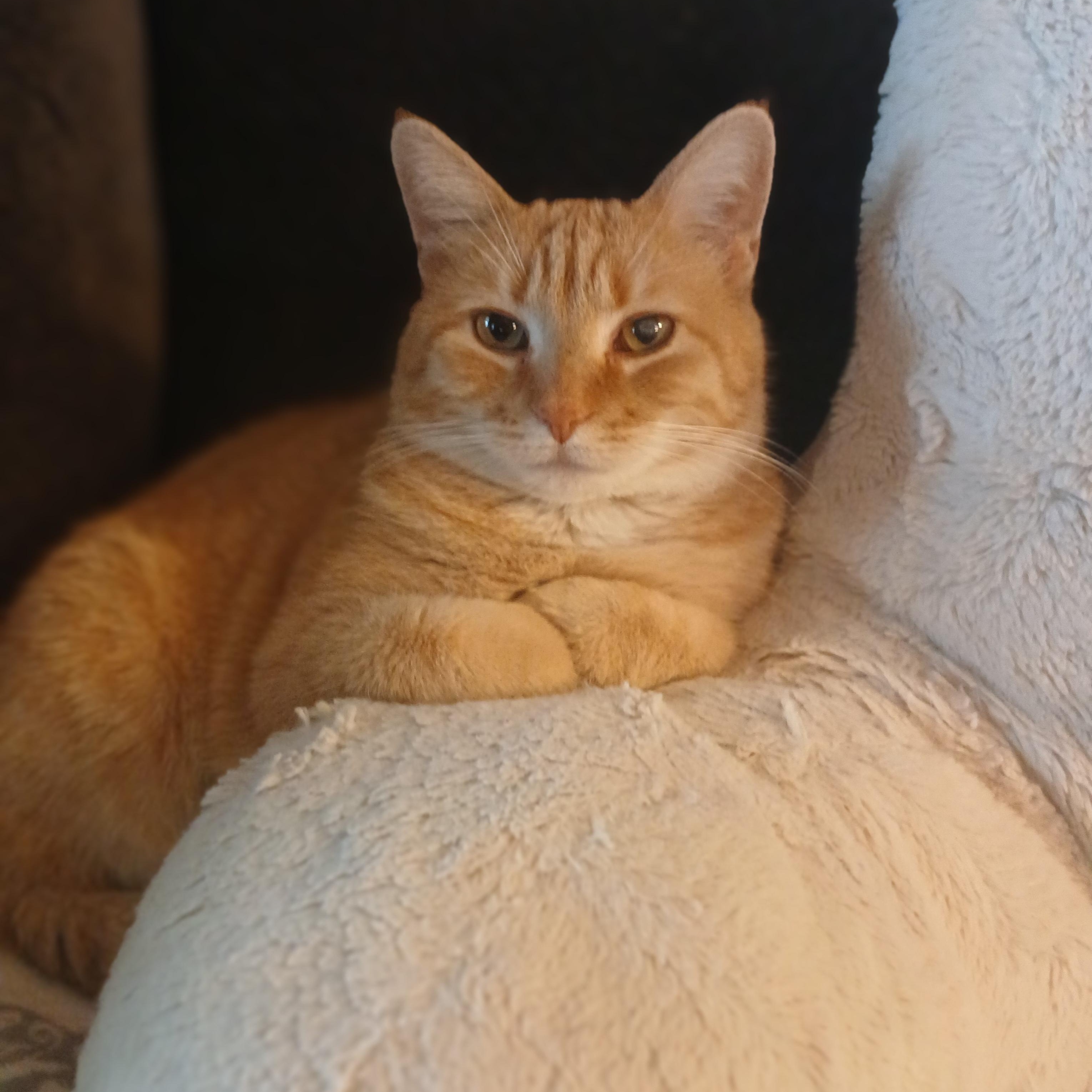 Enlarge Cassie, an adopted Domestic Short Hair in PIQUA, OH image 2/6