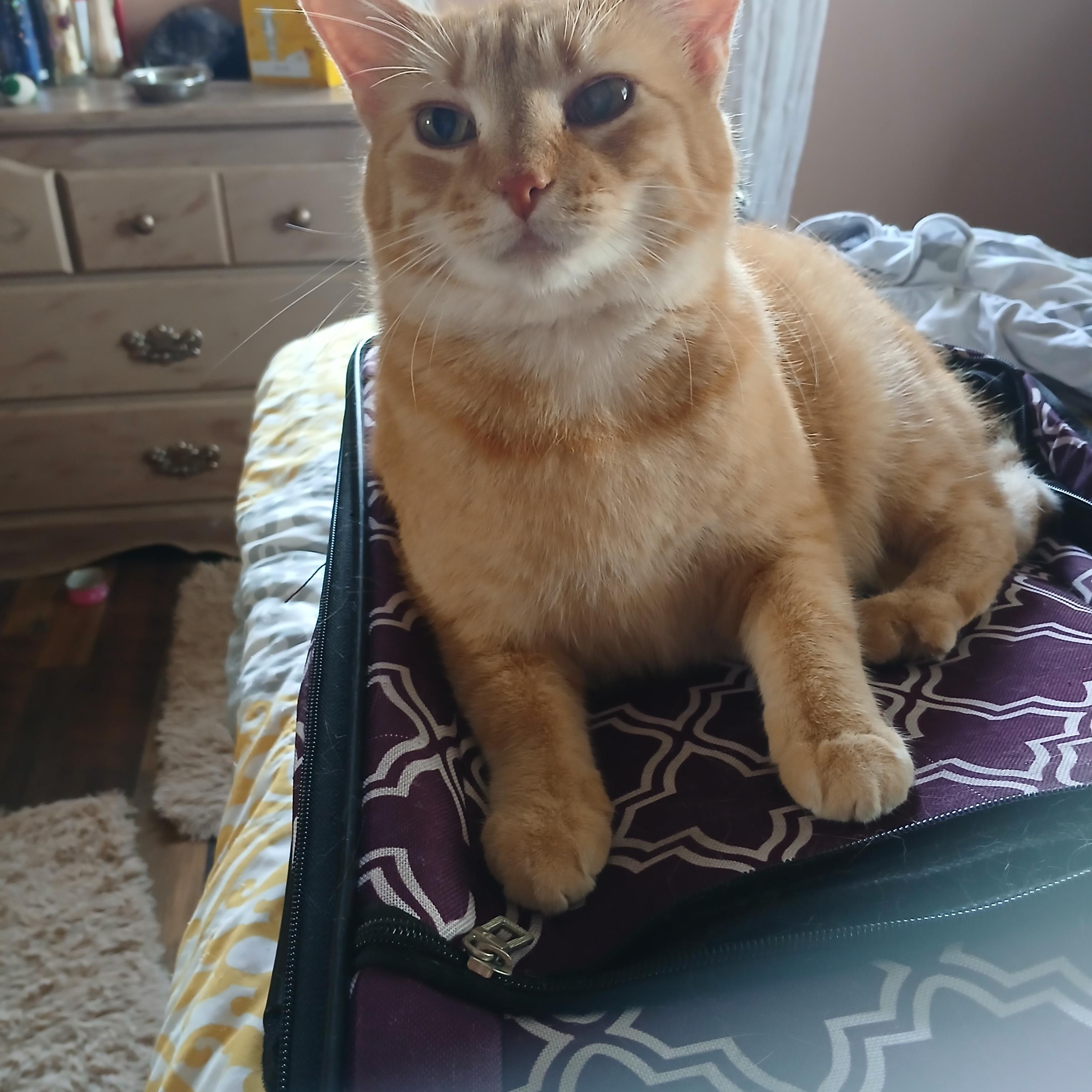 Enlarge Cassie, an adopted Domestic Short Hair in PIQUA, OH image 6/6