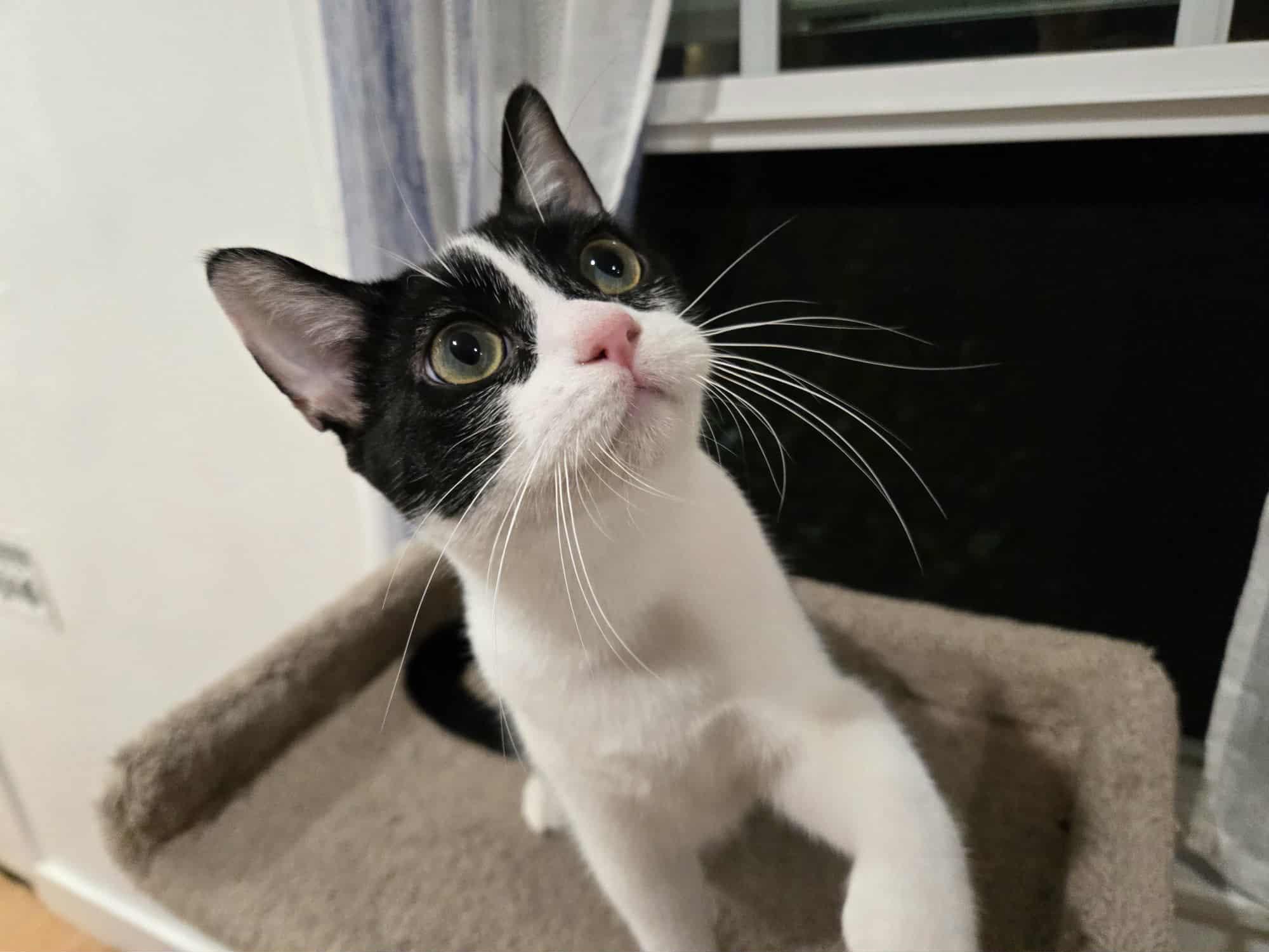 Violet, a Adoptable Domestic Short Hair in La Canada, CA image 3/5