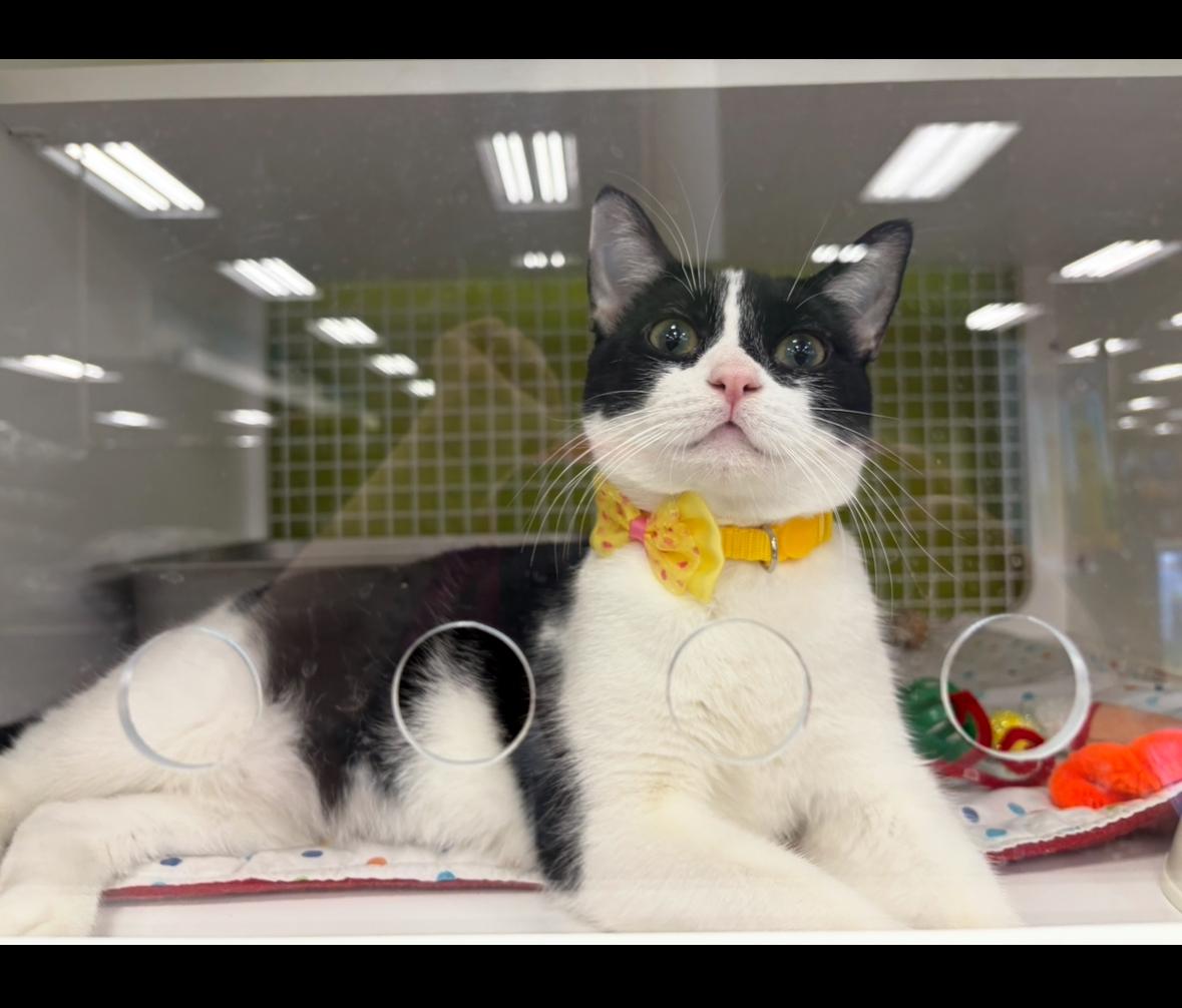 Violet, a Adoptable Domestic Short Hair in La Canada, CA image 2/5