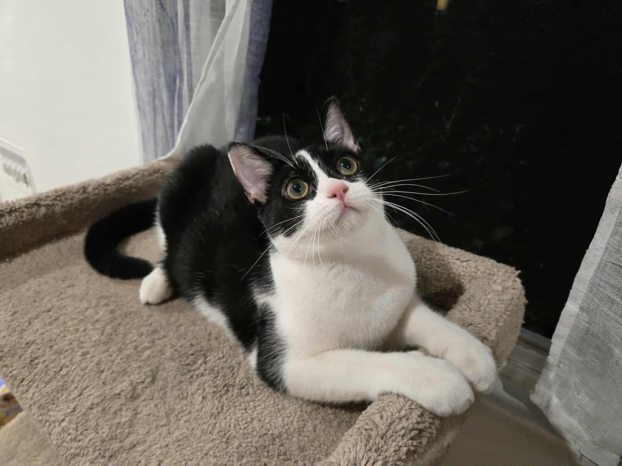 Violet, a Adoptable Domestic Short Hair in La Canada, CA image 4/5