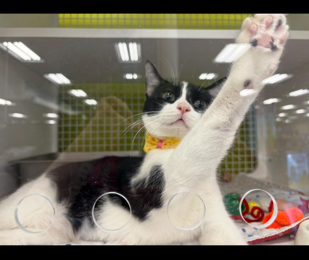 Violet, a Adoptable Domestic Short Hair in La Canada, CA image 1/5